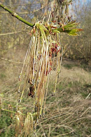 Acer negundo \ Eschen-Ahorn / Box Elder, D Mannheim 26.3.2007