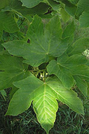 Acer pseudoplatanus / Sycamore Maple, D Neuleiningen 8.5.2007