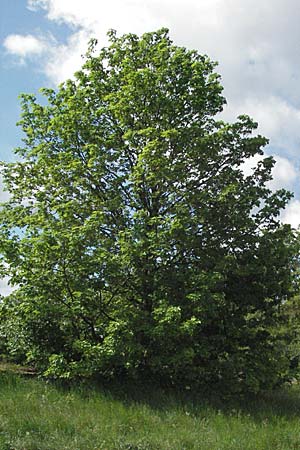 Acer pseudoplatanus / Sycamore Maple, D Neuleiningen 8.5.2007