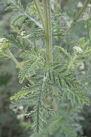 Achillea nobilis \ Edel-Schafgarbe / Showy Milfoil, D Neuleiningen 12.6.2007