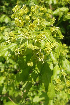 Acer campestre \ Feld-Ahorn / Field Maple, D Karlstadt 25.4.2009