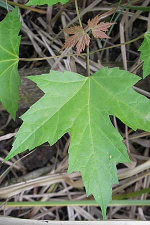 Acer saccharinum, Silber-Ahorn