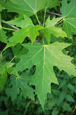 Acer saccharinum \ Silber-Ahorn / Silver Maple, D Mannheim 19.5.2009