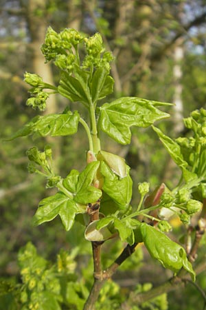 Acer campestre \ Feld-Ahorn / Field Maple, D Mannheim 7.4.2011