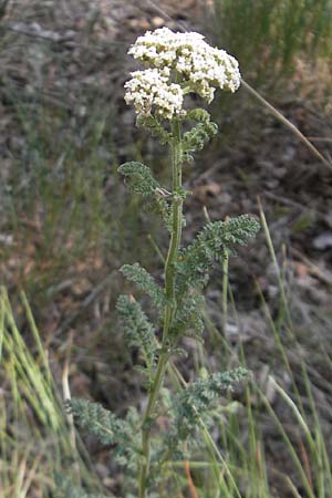 Achillea nobilis \ Edel-Schafgarbe / Showy Milfoil, D Lauterecken 3.6.2011