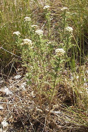 Achillea nobilis \ Edel-Schafgarbe / Showy Milfoil, D Lauterecken 3.6.2011