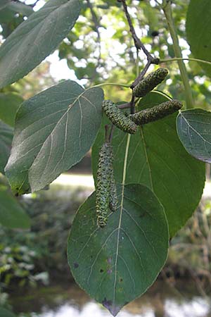 Alnus cordata \ Herzblttrige Erle, Italienische Erle / Italian Alder, D Karlsruhe 29.10.2011