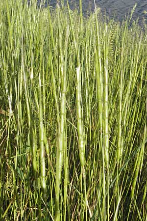 Aegilops cylindrica \ Zylinder-Walch, Walzenfrmiger Walch / Jointed Goatgrass, D Mannheim 15.5.2012