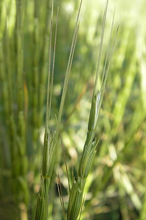 Aegilops cylindrica \ Zylinder-Walch, Walzenfrmiger Walch / Jointed Goatgrass, D Mannheim 15.5.2012