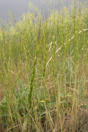 Aegilops cylindrica \ Zylinder-Walch, Walzenfrmiger Walch / Jointed Goatgrass, D Mannheim 27.5.2012