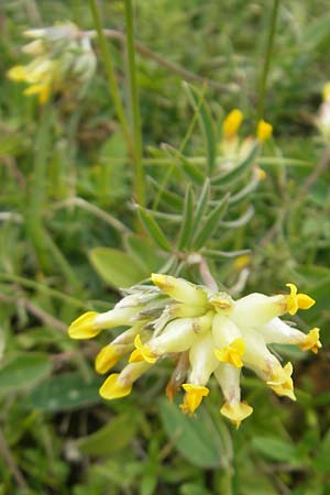 Anthyllis vulneraria subsp. carpatica \ Karpaten-Wundklee, D Solnhofen 5.6.2012