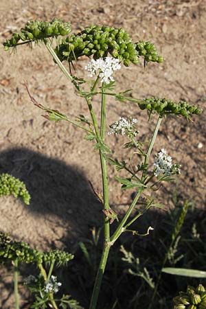 Aethusa cynapium \ Hunds-Petersilie, Garten-Schierling, D Mannheim 2.9.2012