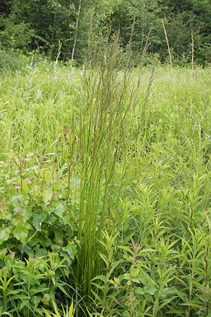 Deschampsia cespitosa \ Rasen-Schmiele / Tufted Hair Grass, Tussock Grass, D Philippsburg 26.6.2013