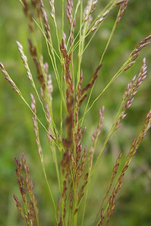 Agrostis capillaris \ Rotes Straugras, D Schwarzwald, Gaggenau 30.6.2013