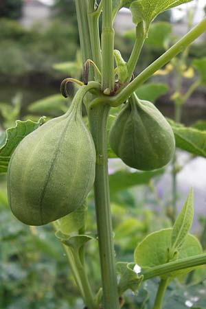 Aristolochia clematitis \ Echte Osterluzei / Birthwort, D Mannheim 3.7.2013