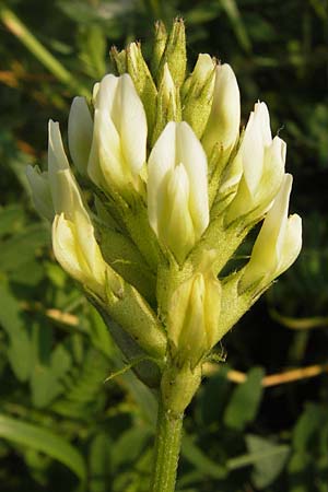 Astragalus cicer \ Kicher-Tragant / Chick-Pea Milk-Vetch, D Bruchsal 5.7.2013