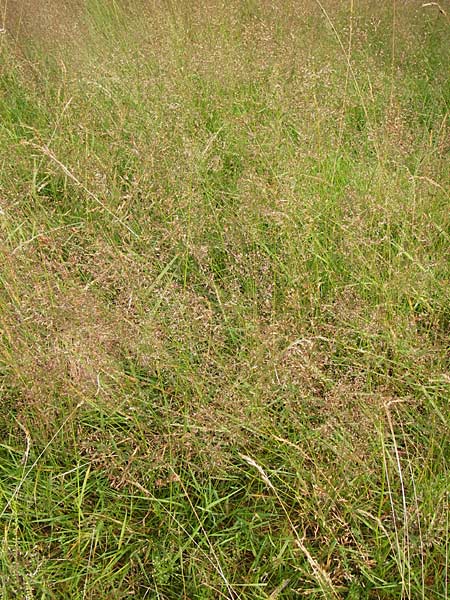 Agrostis canina \ Hunds-Straugras / Velvet Bentgrass, D Heidelberg 24.7.2013