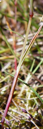 Aira caryophyllea \ Nelken-Haferschmiele / Common Silver Hair-Grass, D Wetzlar 17.5.2014