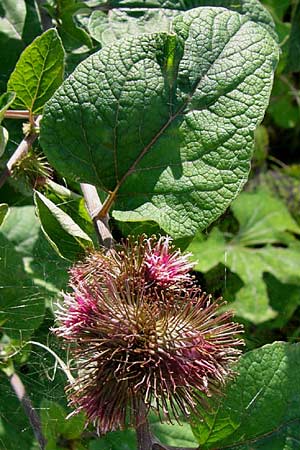 Arctium nemorosum \ Hain-Klette, Auen-Klette / Wood Burdock, D Gundelfingen 4.8.2014 (Photo: Thomas Meyer)