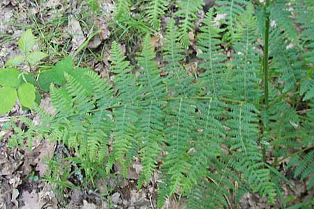 Pteridium pinetorum \ Kiefernwald-Adlerfarn, Nrdlicher Adlerfarn / Pinewood Bracken, D Odenwald, Langenthal 18.5.2009