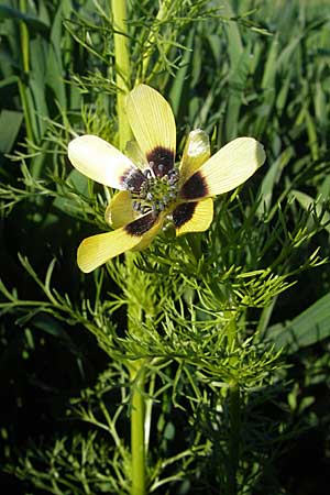 Adonis aestivalis forma citrina / Summer Pheasant's Eye, D Nördlingen 23.5.2009