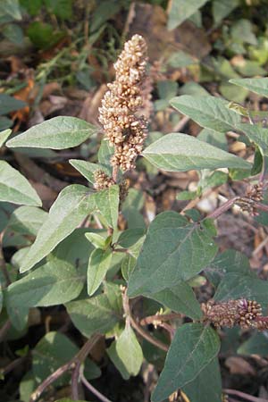 Amaranthus deflexus \ Niederliegender Amaranth / Perennial Pigweed, D Mannheim 25.9.2011