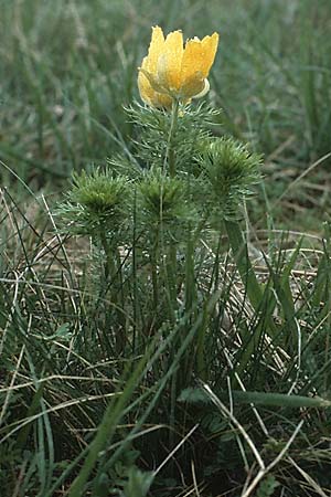 Adonis vernalis \ Frhlings-Adonisrschen / Spring Pheasant's Eye, D Bockenheim 20.4.1989