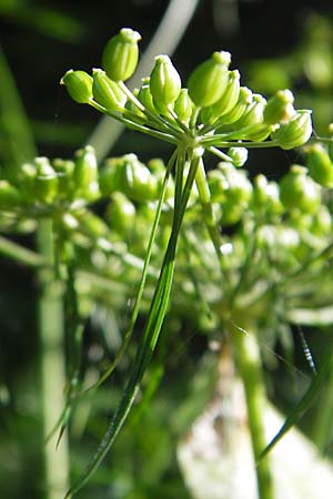 Aethusa cynapium subsp. elata \ Wald-Hunds-Petersilie / Fool's Parsley, D Weinheim an der Bergstraße 23.7.2009