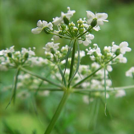 Aethusa cynapium subsp. elata \ Wald-Hunds-Petersilie / Fool's Parsley, D Weinheim an der Bergstraße 23.7.2009