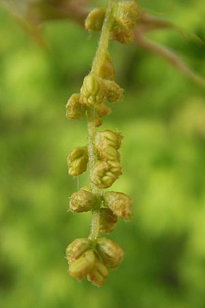 Quercus palustris / Pin Oak, D Mannheim 15.4.2011