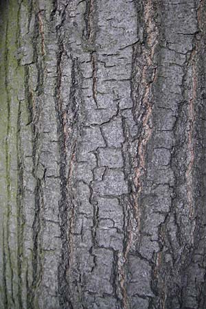 Quercus palustris \ Sumpf-Eiche, Nagel-Eiche / Pin Oak, D Mannheim 15.4.2011