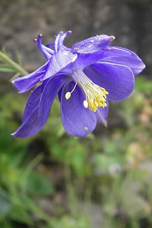 Aquilegia einseleana / Einsele's Columbine, D Botan. Gar.  Universit.  Tübingen 3.7.2011