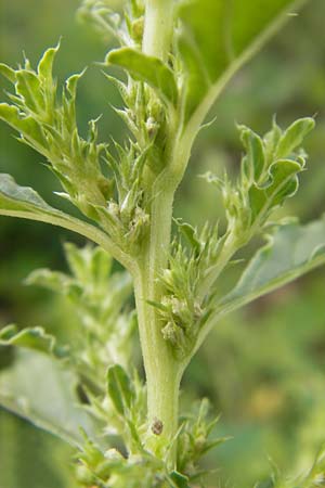 Amaranthus albus \ Weier Amaranth / White Pigweed, D Weinheim an der Bergstraße 15.7.2011