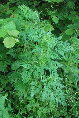 Aethusa cynapium subsp. elata \ Wald-Hunds-Petersilie / Fool's Parsley, D Lobbach-Waldwimmersbach 19.6.2013