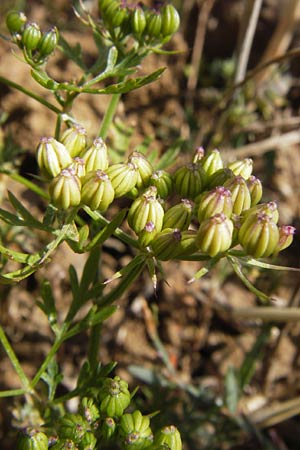 Aethusa cynapium \ Hunds-Petersilie, Garten-Schierling / Fool's Parsley, D Gladenbach 17.8.2013