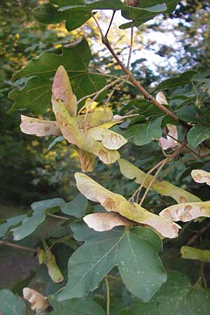 Acer campestre \ Feld-Ahorn, D Nussloch 8.9.2009