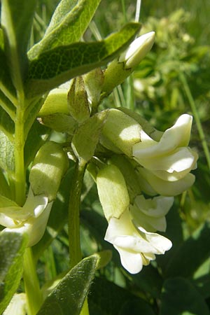 Astragalus frigidus \ Gletscher-Tragant / Pallid Milk-Vetch, D Oberstdorf 22.6.2011