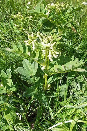 Astragalus frigidus \ Gletscher-Tragant / Pallid Milk-Vetch, D Oberstdorf 22.6.2011