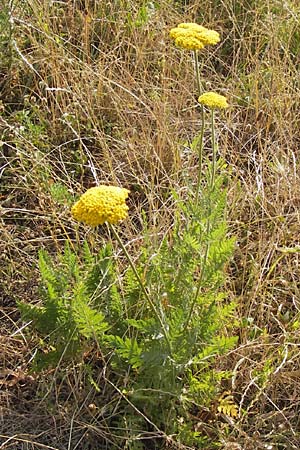 Achillea filipendulina \ Farnblttrige Schafgarbe, Goldgarbe, D Mannheim 18.7.2013