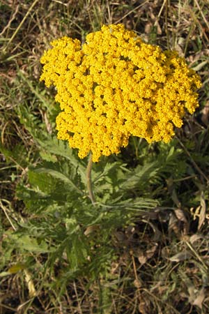 Achillea filipendulina \ Farnblttrige Schafgarbe, Goldgarbe, D Mannheim 18.7.2013