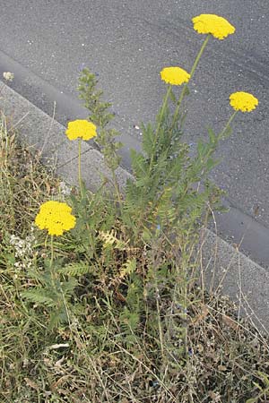 Achillea filipendulina \ Farnblttrige Schafgarbe, Goldgarbe, D Mannheim 18.7.2013