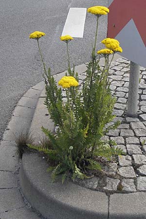 Achillea filipendulina \ Farnblttrige Schafgarbe, Goldgarbe / Fernleaf Yarrow, D Mannheim 18.7.2013