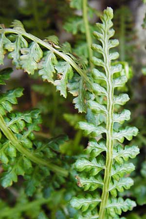 Asplenium fontanum \ Jura-Streifenfarn, D Geislingen a. d. Steige 4.5.2014