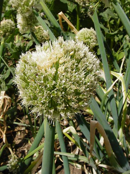 Allium fistulosum \ Winter-Hecken-Zwiebel, Winter-Zwiebel / Welsh Garlic, Green Garlic, D Pappenheim 19.6.2014