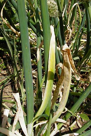 Allium fistulosum \ Winter-Hecken-Zwiebel, Winter-Zwiebel / Welsh Garlic, Green Garlic, D Pappenheim 19.6.2014