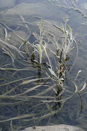 Alisma gramineum \ Gras-Froschlffel / Ribbon-Leaved Water-Plantain, D Pfalz, Wörth 2.9.2013