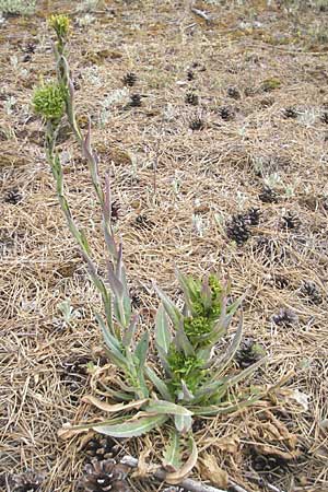 Arabis glabra \ Kahles Turmkraut / Tower Mustard, D Viernheim 27.5.2011