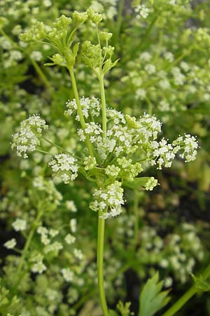 Apium graveolens \ Sellerie / Celery, D Insel/island Reichenau 18.6.2011