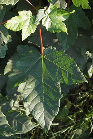 Acer tataricum subsp. ginnala \ Amur-Ahorn, Mongolischer Steppen-Ahorn / Amur Maple, D Mannheim 4.10.2011