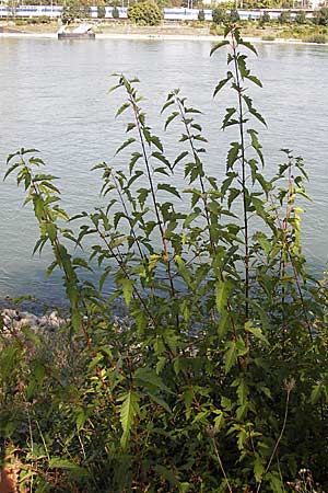 Acer tataricum subsp. ginnala \ Amur-Ahorn, Mongolischer Steppen-Ahorn / Amur Maple, D Ludwigshafen 16.9.2012